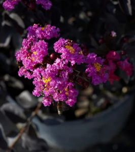 LAGERSTROEMIA INDICA "BLACK SOLITAIRE PURELY PURPLE" - LILAS DES INDES
