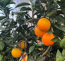 ORANGER - CITRUS SINENSIS