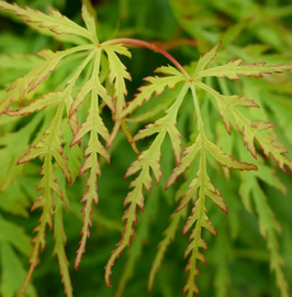 ACER PALMATUM DISSECTUM "SEIRYU"