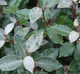 ELAEAGNUS x EBBINGEI