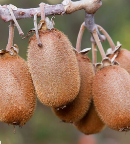 Kiwi Femelle "Hayward" - Actinidia ¤