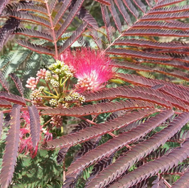 ALBIZIA JULIBRISSIN "EVEY'S PRIDE" DEMI-TIGE ¤