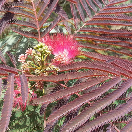 ALBIZIA JULIBRISSIN "EVEY'S PRIDE"