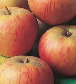 POMMIER "REINE DES REINETTES" EN BASSE TIGE / RACINES NUES ¤