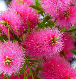 CALLISTEMON VIMINALIS "HOT PINK" ¤