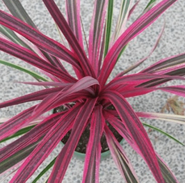 CORDYLINE AUSTRALIS "CAN CAN"