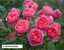 ROSIER ANGLAIS "BOSCOBEL® AUSCOUSIN"
