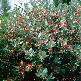 FEIJOA SELLOWIANA - GOYAVIER DU BRÉSIL