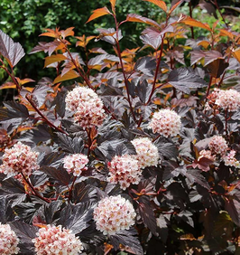 PHYSOCARPUS OPULIFOLIUS - 2 variétés