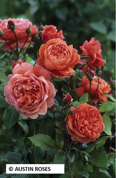 ROSIER ANGLAIS "SUMMER SONG® AUSTANGO"
