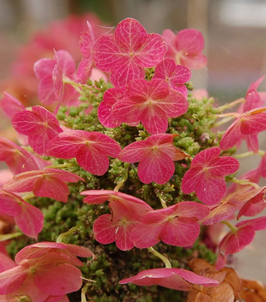 HYDRANGEA QUERCIFOLIA "RUBY SLIPPERS" - HORTENSIA À FEUILLES DE CHÊNE