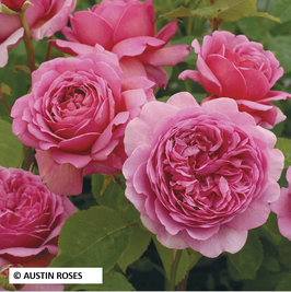 ROSIER ANGLAIS "PRINCESS ALEXANDRA OF KENT® AUSMERCHANT"