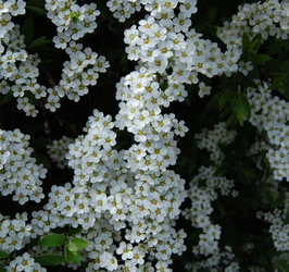 Spirée de Printemps - SPIREA "THUNBERGII" (DITE "DE THUNBERG"