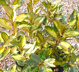 ELAEAGNUS X EBBINGEI "ELEADOR" ¤