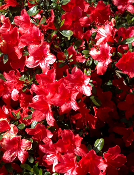 AZALÉE DE JARDIN - AZALEA JAPONICA ¤