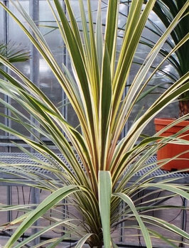 CORDYLINE AUSTRALIS "TORBAY DAZZLER"