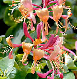 Lonicera Henryi "Cooper Beauty" - Chèvrefeuille