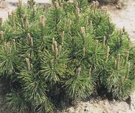 PINUS MUGO MUGHUS - CONIFÈRES NAINS