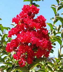 LAGERSTROEMIA INDICA "DYNAMITE®" - LILAS DES INDES