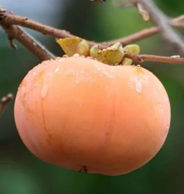 KAKI FUYU - DIOSPYROS EN SCION / RACINES NUES ¤