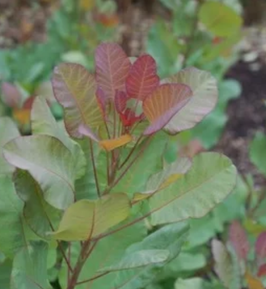 Cotinus coggygria "old fashioned"