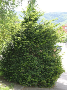 TAXUS BACCATA - IF COMMUN ?