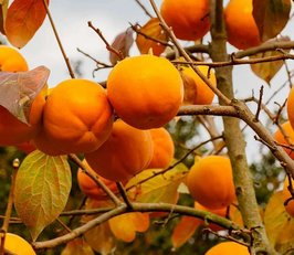 KAKI "ROJO BRILLANTE" - DIOSPYROS ---