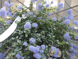 CÉANOTHE PROSTRÉE - CEANOTHUS PROSTRATUS