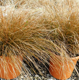 CAREX - DIFFÉRENTES VARIÉTÉS -