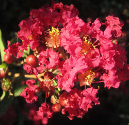 LAGERSTROEMIA INDICA "RED IMPERATOR" - LILAS DES INDES
