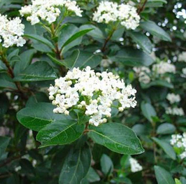 VIBURNUM TINUS GIGANTEUM - LAURIER TIN À GRANDES FEUILLES ¤