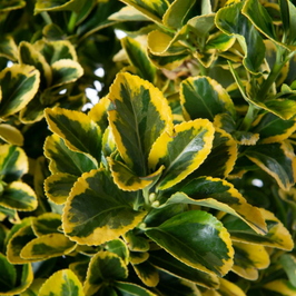 EUONYMUS JAPONICUS ELEGANTISSIMUS "AUREUS" - FUSAIN ¤