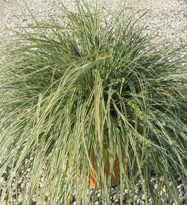 CAREX OSHIMENSIS "EVEREST" - GRAMINÉE ¤