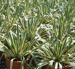 YUCCA FILAMENTOSA "BRIGHT EDGE" ¤