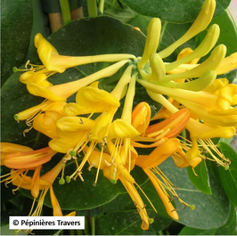LONICERA X TELLMANIANA - CHÈVREFEUILLE DE TELLMAN