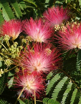 ALBIZIA JULIBRISSIN "OMBRELLA BOUBRI"