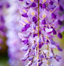 WISTERIA FLORIBUNDA "MACROBOTRYS" - GLYCINE ---