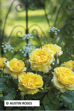ROSIER ANGLAIS "POET'S WIFE® AUSWHIRL"