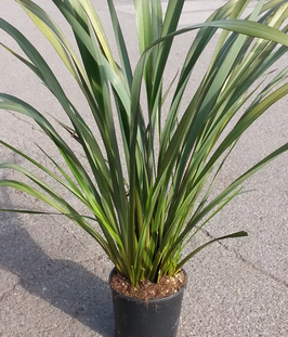 PHORMIUM TENAX