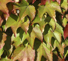 PARTHENOCISSUS" TRICUSPIDATA VEITCHII ROBUSTA" - VIGNE VIERGE À GRANDES FEUILLES ~~