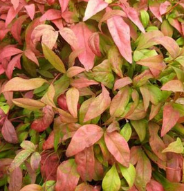 NANDINA DOMESTICA "FIRE POWER" ¤