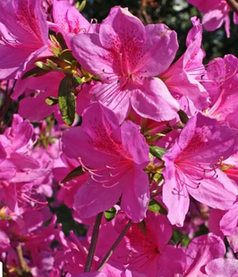 AZALÉE DE JARDIN "FLASH DANCE SALMON" - AZALEA JAPONICA