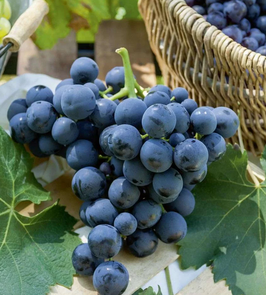 VIGNES DE TABLE