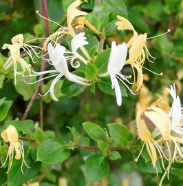Lonicera japonica "Hall's Prolific" - Chèvrefeuille du Japon