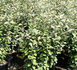 ELAEAGNUS X EBBINGEI COMPACTA