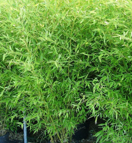 BAMBUSA PHYLLOSTACHYS "BISSETII"