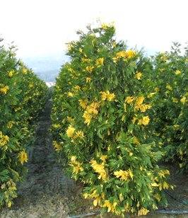 CALOCEDRUS DECURRENS AUREOVARIEGATA - GRAND CONIFÈRE