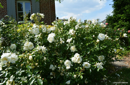ROSIER DECOROSIERS® OPALIA®