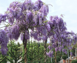 WISTERIA - 5 VARIÉTÉS - GLYCINE ~~