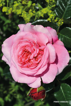 Rosiers Pink Voluptia Décorosiers® rose ¤